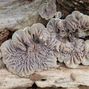 Auricularia pusio group at Banksia Street Wetland Corridor - 11 Jun 2024 02:21 PM