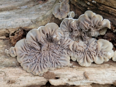 Unidentified Other fungi on wood at Banksia Street Wetland Corridor - 11 Jun 2024 by trevorpreston