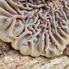 Auricularia pusio group at Banksia Street Wetland Corridor - 11 Jun 2024 02:21 PM