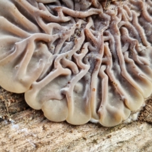 Auricularia pusio group at Banksia Street Wetland Corridor - 11 Jun 2024 02:21 PM