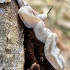 Auricularia pusio group at Banksia Street Wetland Corridor - 11 Jun 2024 02:21 PM