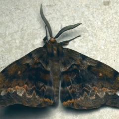 Chelepteryx collesi (White-stemmed Gum Moth) at Rosedale, NSW - 5 Jun 2024 by jb2602