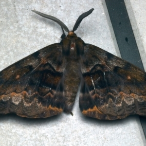 Chelepteryx collesi at Rosedale, NSW - 5 Jun 2024