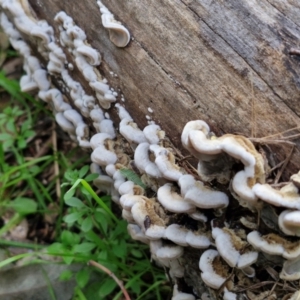 Auricularia pusio group at Banksia Street Wetland Corridor - 11 Jun 2024