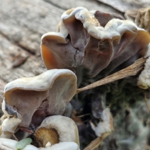 Auricularia pusio group at Banksia Street Wetland Corridor - 11 Jun 2024