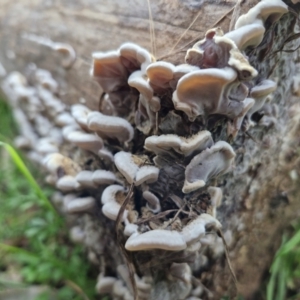 Auricularia pusio group at Banksia Street Wetland Corridor - 11 Jun 2024