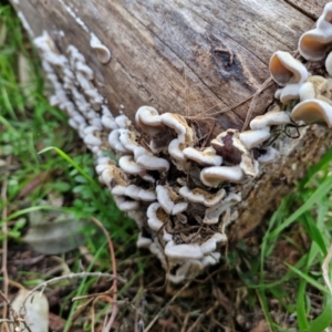 Auricularia pusio group at Banksia Street Wetland Corridor - 11 Jun 2024