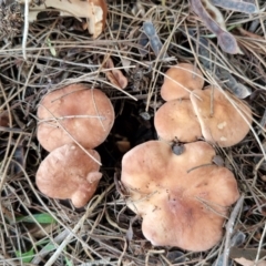Unidentified Cap on a stem; gills below cap [mushrooms or mushroom-like] at Banksia Street Wetland Corridor - 11 Jun 2024 by trevorpreston