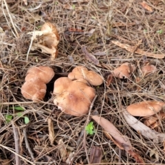 zz agaric (stem; gills not white/cream) at BSW001: Banksia St Wetland  - 11 Jun 2024