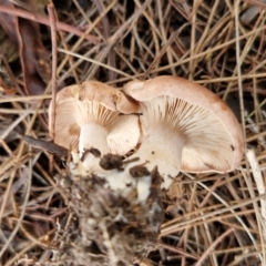 zz agaric (stem; gills not white/cream) at BSW001: Banksia St Wetland  - 11 Jun 2024