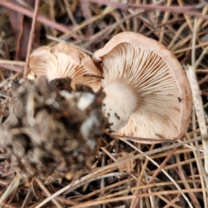 zz agaric (stem; gills not white/cream) at BSW001: Banksia St Wetland  - 11 Jun 2024