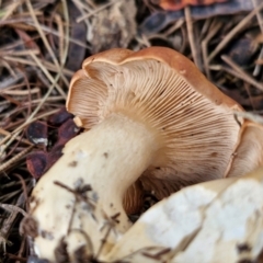 zz agaric (stem; gills not white/cream) at BSW001: Banksia St Wetland  - 11 Jun 2024