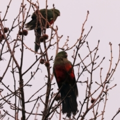 Alisterus scapularis (Australian King-Parrot) at Wodonga - 11 Jun 2024 by KylieWaldon