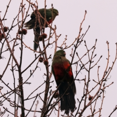 Alisterus scapularis (Australian King-Parrot) at Wodonga - 11 Jun 2024 by KylieWaldon