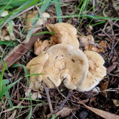 Unidentified Cap on a stem; gills below cap [mushrooms or mushroom-like] at O'Connor, ACT - 11 Jun 2024 by trevorpreston