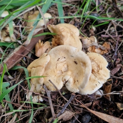 Leucopaxillus cerealis at BSW001: Banksia St Wetland  - 11 Jun 2024 by trevorpreston