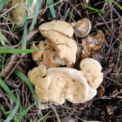 Leucopaxillus cerealis at BSW001: Banksia St Wetland  - 11 Jun 2024