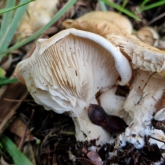 Leucopaxillus cerealis at BSW001: Banksia St Wetland  - 11 Jun 2024 02:17 PM