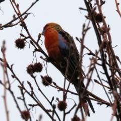 Platycercus elegans flaveolus (Yellow Rosella) at Wodonga - 11 Jun 2024 by KylieWaldon