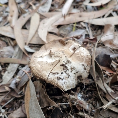 Agaricus sp. at Banksia Street Wetland Corridor - 11 Jun 2024 by trevorpreston