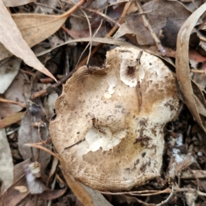 Agaricus sp. at Banksia Street Wetland Corridor - 11 Jun 2024