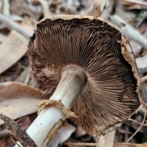 Agaricus sp. at Banksia Street Wetland Corridor - 11 Jun 2024