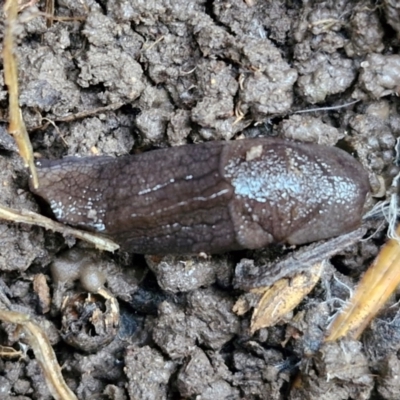 Milax gagates (Black-keeled Slug) at O'Connor, ACT - 11 Jun 2024 by trevorpreston