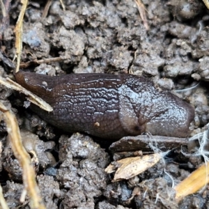 Milax gagates at Banksia Street Wetland Corridor - 11 Jun 2024