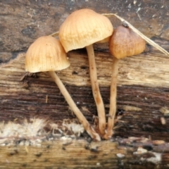Unidentified Cap on a stem; gills below cap [mushrooms or mushroom-like] at O'Connor, ACT - 11 Jun 2024 by trevorpreston