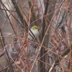 Zosterops lateralis (Silvereye) at Wodonga - 10 Jun 2024 by KylieWaldon