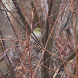 Zosterops lateralis at Wodonga - 10 Jun 2024 10:21 AM