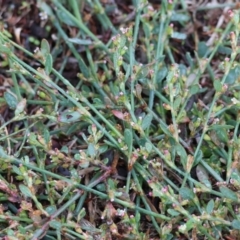 Polygonum arenastrum (Wireweed) at WREN Reserves - 10 Jun 2024 by KylieWaldon