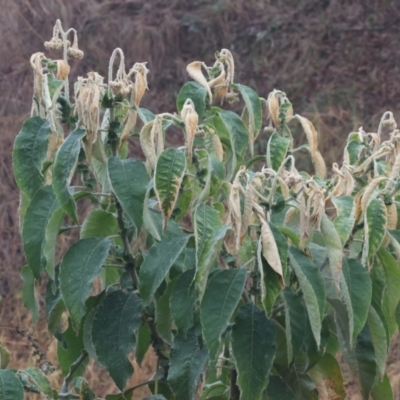 Unidentified Other Wildflower or Herb at Wodonga - 10 Jun 2024 by KylieWaldon