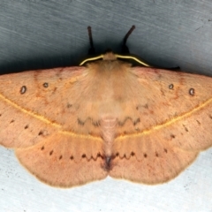 Anthela acuta at Rosedale, NSW - 8 Jun 2024 by jb2602