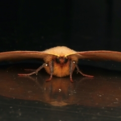 Anthela acuta at Rosedale, NSW - 8 Jun 2024