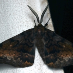 Chelepteryx collesi (White-stemmed Gum Moth) at Rosedale, NSW - 8 Jun 2024 by jb2602