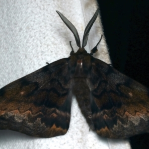 Chelepteryx collesi at Rosedale, NSW - 8 Jun 2024