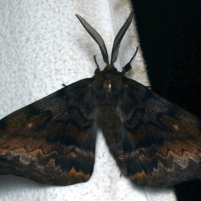 Chelepteryx collesi (White-stemmed Gum Moth) at Rosedale, NSW - 8 Jun 2024 by jb2602