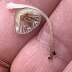 Mycena sp. (Mycena) at Aranda, ACT - 11 Jun 2024 by lbradley