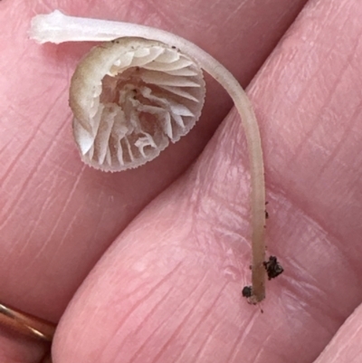 Unidentified Cap on a stem; gills below cap [mushrooms or mushroom-like] at Aranda Bushland - 11 Jun 2024 by lbradley