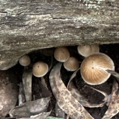 Mycena sp. at Aranda Bushland - 11 Jun 2024