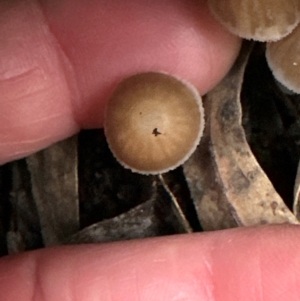 Mycena sp. at Aranda Bushland - 11 Jun 2024