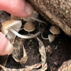 Mycena sp. at Aranda Bushland - 11 Jun 2024 04:02 PM