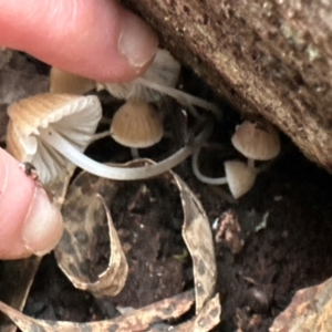 Mycena sp. at Aranda Bushland - 11 Jun 2024