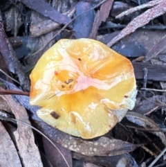 Cortinarius sinapicolor (Slimy Yellow Cortinar) at Aranda, ACT - 11 Jun 2024 by lbradley