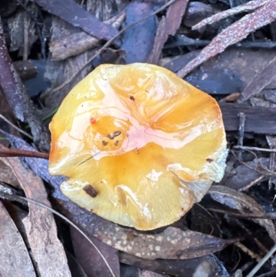 Unidentified Cap on a stem; gills below cap [mushrooms or mushroom-like] at Aranda Bushland - 11 Jun 2024 by lbradley