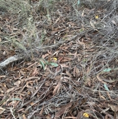 Cortinarius sinapicolor at Aranda Bushland - 11 Jun 2024