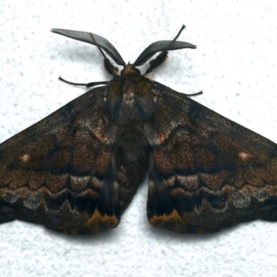 Chelepteryx collesi (White-stemmed Gum Moth) at Rosedale, NSW - 10 Jun 2024 by jb2602