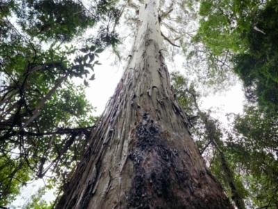 Eucalyptus viminalis subsp. viminalis (Manna Gum) at Mathinna, TAS - 3 May 2023 by Steve818