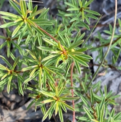 Pultenaea subspicata (Low Bush-pea) at Gorman Road Bush Reserve, Goulburn - 30 Mar 2024 by Tapirlord